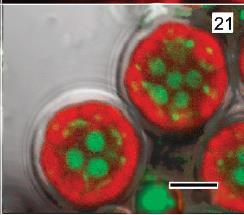 Chromochloris produkce sekundárních karotenoidů