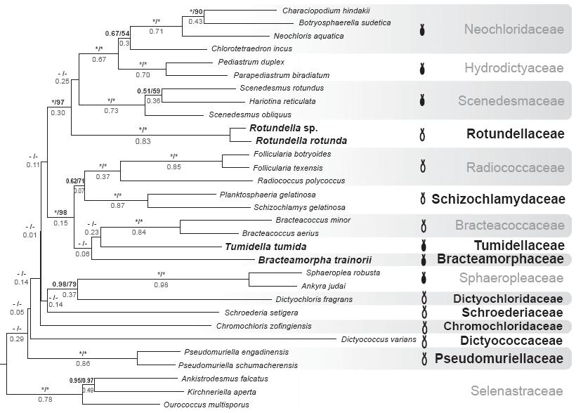 Chlorophyceae, mnohojaderné rody Mnohojaderné buňky, vícero chloroplastů bez pyrenoidů, zoospory: