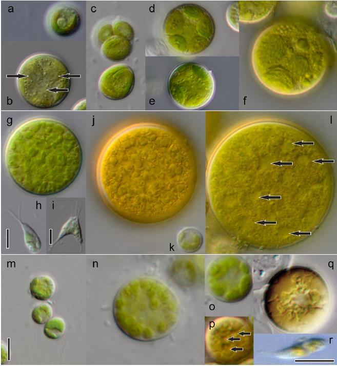 do 13 mm Pseudomuriella oranžová barva, b. do 13 mm Rotundella oranžovo-hnědá barva, b.