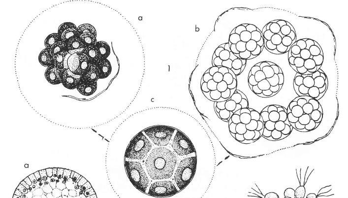 Chlorophyceae, mnohojaderné rody Mnohojaderné buňky,