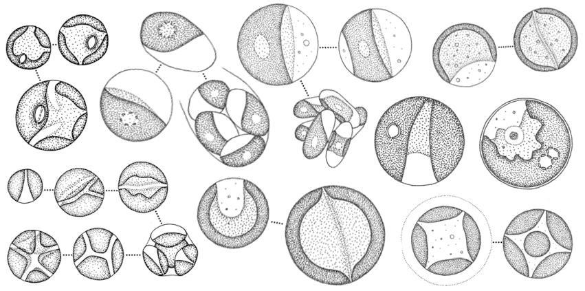 Trebouxiophyceae, Chlorella Chlorella autosporinní zelená kulička s jedním pyrenoidem Beijerinck (1980):.