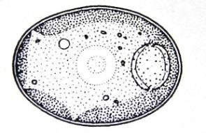 kessleri lobophora (Ch. kessleri) Heterochlorella Ch. luteoviridis (Ch. luteoviridis) Desmodesmus Scenedesmus abundans abundans (Ch. fusca, v. fusca) (Scen.