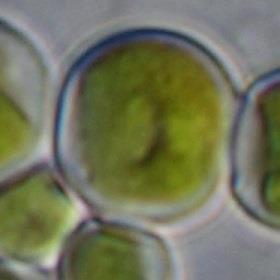 Trebouxiophyceae, Chlorella