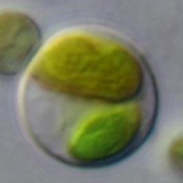 Leptochlorella Pseudomarvania