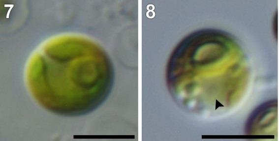 Planktochlorella Krienitz & Bock (2012): Hydrobiologia 698, 295