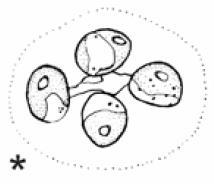 Dictyosphaerium 9 kryptických rodů Hindakia Mychonastes Chlorella Heynigia Dictyosphaerium Compactochlorella Kalenjinia Masaia Mucidosphaerium Krienitz et al.