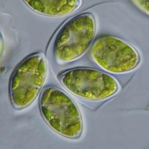 Oocystis