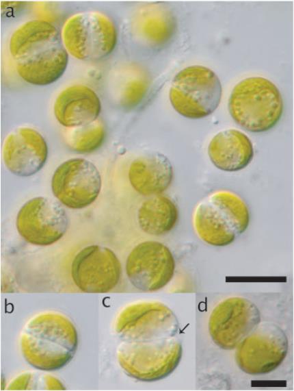 Trebouxiophyceae, Elliptochloris