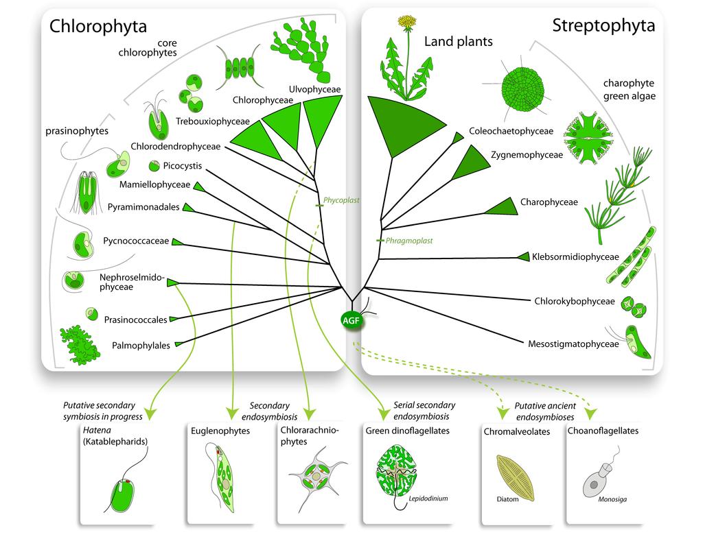 Systematika zelených kokálních řas Leliaert et al.