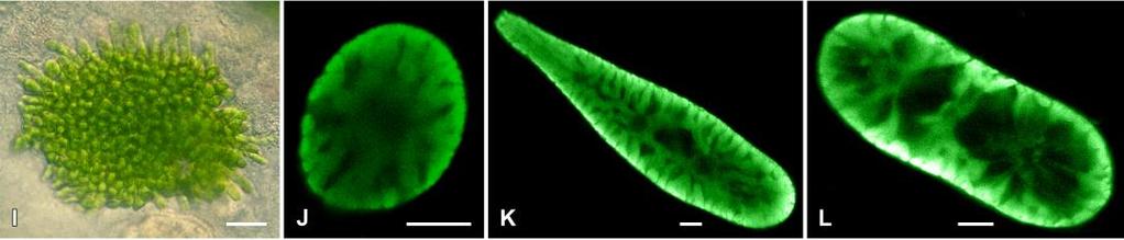 Ulvophyceae, Scotinosphaerales