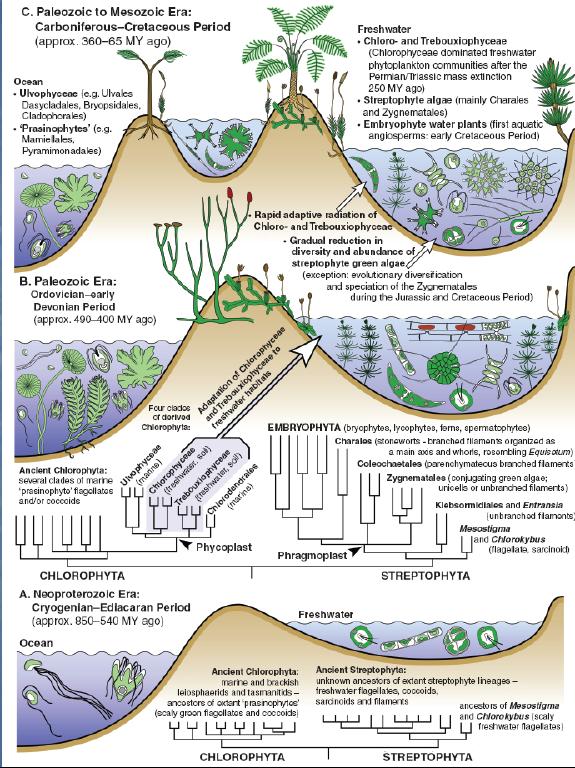 Evoluce zelených řas Becker & Marin