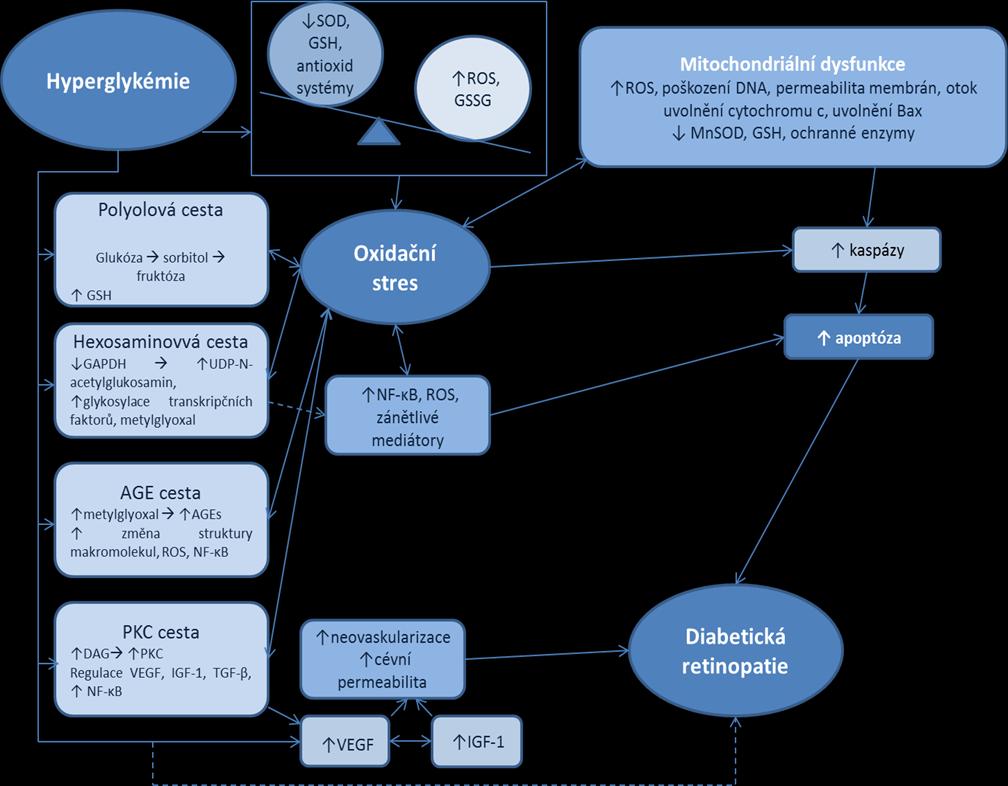 Obrázek 1: Cesty, které vedou, vlivem oxidačního stresu, v sítnici diabetiků k rozvoji DR (zdroj: Kowluru RA., Chan PS.