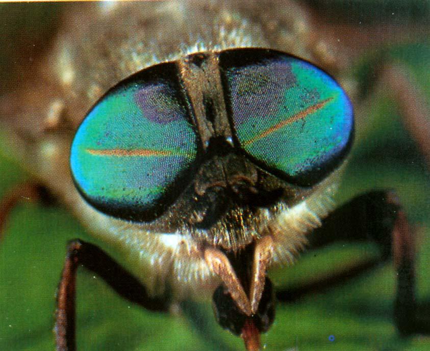 Zajímavou ukázku zpracování vizuálního signálu představuje složené oko u hmyzu.