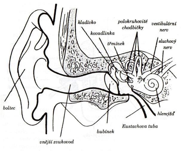 Příloha 4: Anatomie ucha