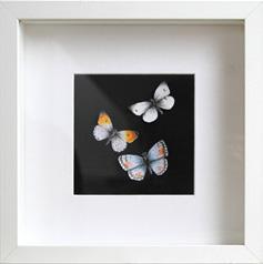 Benefiční aukční večer 01 Tereza Piskláková Motýli kresba, rámováno 12 x 12 cm středa 29.