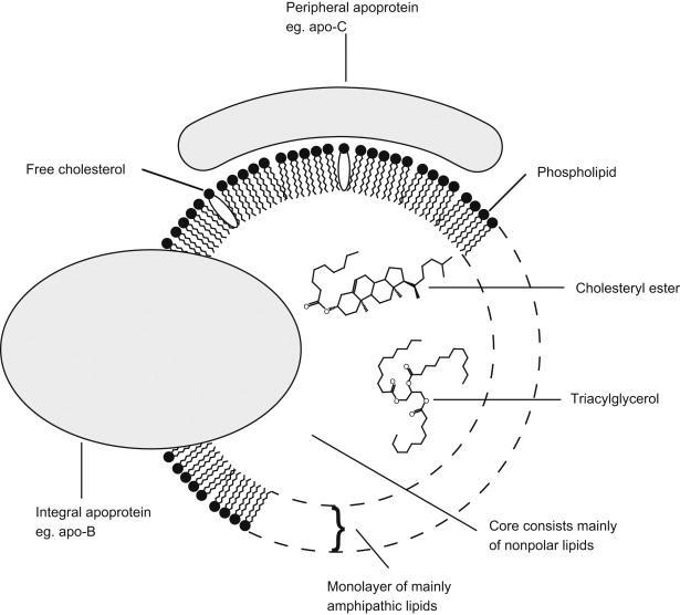 Obr. 6. Obecná struktura lipoproteinů Free cholesterol (volný cholesterol), peripheral apoprotein eg. apo-c (periferní apoprotein např.