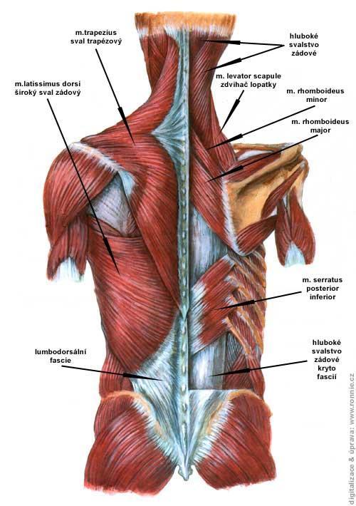 Anatomie