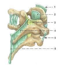 Anatomie