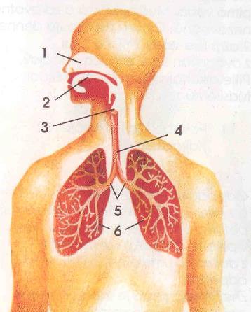 Príloha C.6 Výstupný didaktický test z prírodovedy pre 4. ročník Meno a priezvisko: 1. Vymenuj základné podmienky života ľudí:... 2. Dopl k číslam názvy dýchacích ústrojov človeka: 1 -..., 2 -.