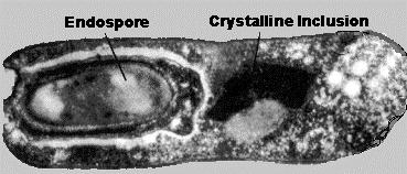 Bacillus thuringiensis -