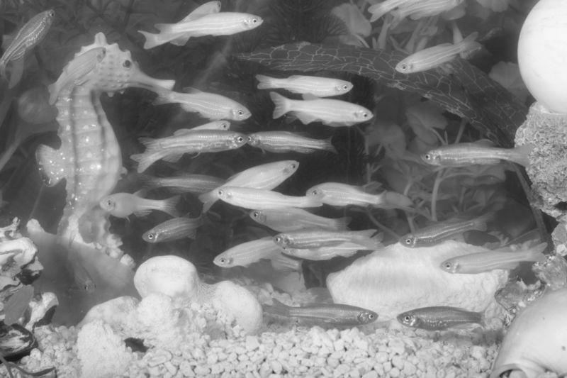 Glofish, první geneticky modifikovaný živočich, který se