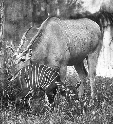 Konzervační biologie Klonování ohrožených druhů Antilopa bongo, malajský gaur Tasmánský tygr (vyhuben 1930) Mamut?