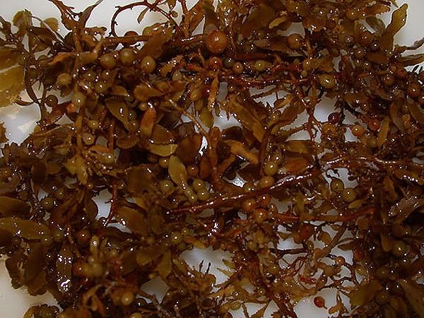 Sargassum sp.