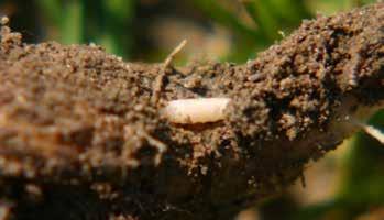 Zo škodcov sa na koreňovej časti často a v hojnej miere vyskytuje larva kvetárky kapustovej.