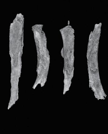 Index cnemicus Vergleich der Bevölkerung von Střešovice mit anderen frühmittelalterlichen Gräberfeldern.