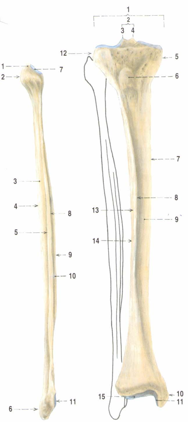 Příloha III Ossa cruris, tibie (vpravo) a fibula (vlevo), pravá strana, pohled zepředu Obrázek č.