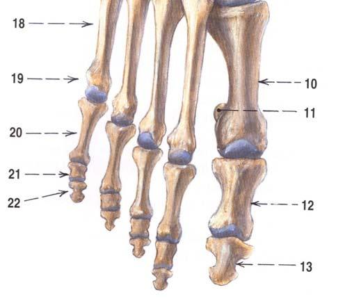 cuneiforme intermedium 9 os cuneiforme mediale 10 os metatarsi primum 11 os sesamoideum laterále hallucis 12 phalanx proximalis (hallucis) 13 phalanx distalis (halucis) 14 trochlea tali,