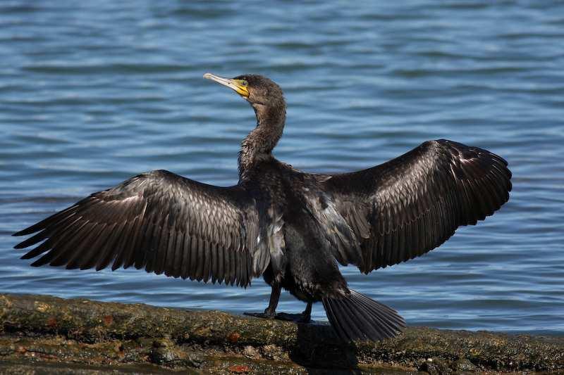 Kormorán velký (Phalacrocorax carbo) peří nemá voduodpuzující schopnost jako u většiny ostatních vodních ptáků - snadno se promáčí při