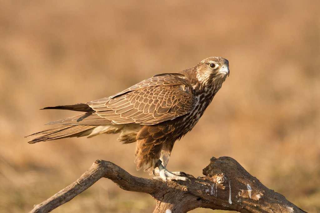 Raroh velký (Falco cherrug) čeleď: SOKOLOVITÍ (Falconidae) střední a JV Evropa u