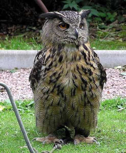 Výr velký (Bubo bubo) čeleď: PUŠTÍKOVITÍ (Strigidae) ohrožený druh naše největší sova