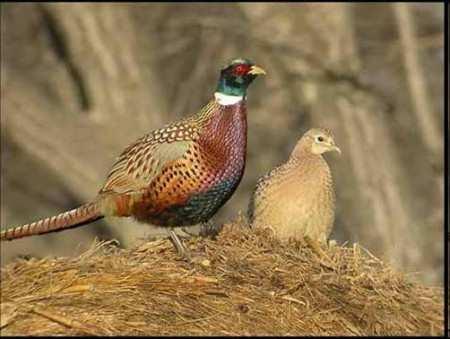 GALLIFORMES - HRABAVÍ u řady druhů samec výrazně pestřejší při napadení jsou schopni uvolnit najednou velké množství peří většinou polygynie