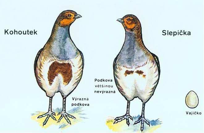 Koroptev polní (Perdix perdix) rozdíl mezi kohoutky a slepičkami málo zřetelný (shodná velikost i zbarvení) zpravidla má