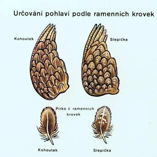 Koroptev polní (Perdix perdix) při podrobné prohlídce lze určit pohlaví také podle zbarvení ramenních