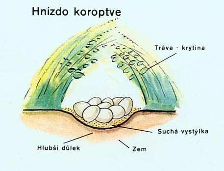 Koroptev polní (Perdix perdix) výjimka mezi kurovitými ptáky monogamní druh koroptve žijí v párech od jarního páření do příštího