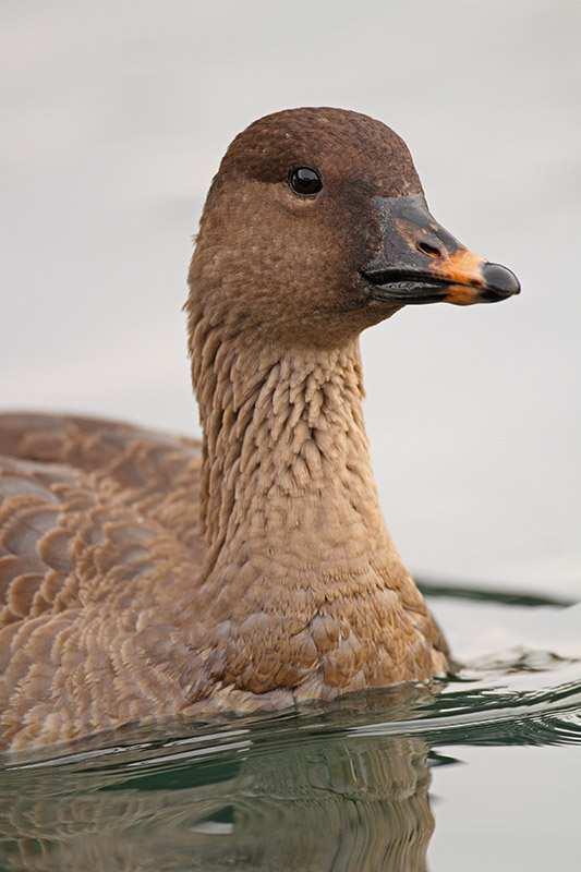 Husa tundrová (Anser serrirostris) podobná h. polní menší a sraženější postava, kratší a silnější krk než h.