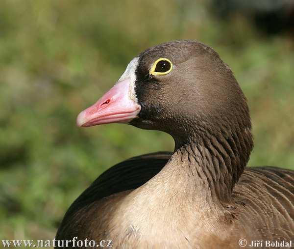 Husa malá (Anser erythropus) čeleď: KACHNOVITÍ (Anatidae) tribus: husy (Anserini) menší než h.