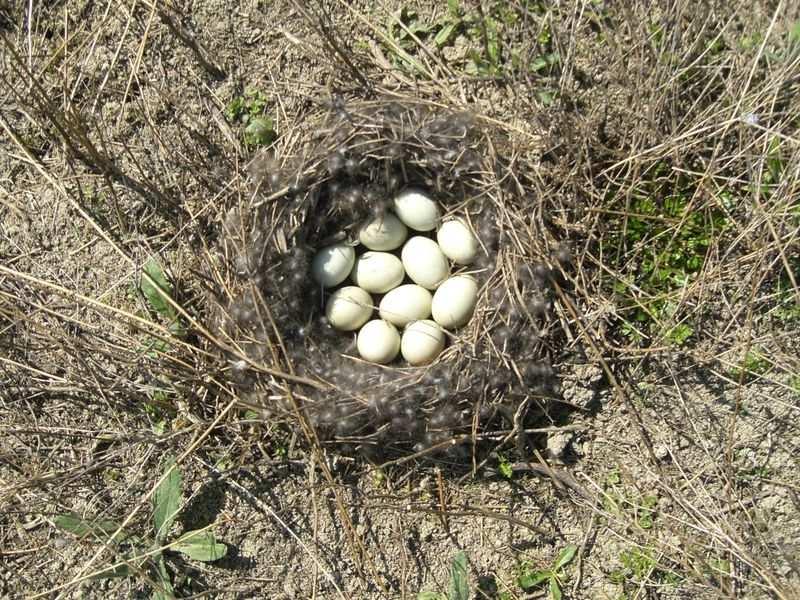 Kachna divoká (Anas platyrhynchos) potrava: zejména rostlinná (části rostlin, plody, semena), z 5-20 % živočišná (hmyz, ryby, obojživelníci) páření probíhá