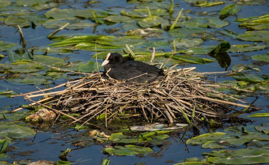 Lyska černá (Fulica atra) živí se vodním hmyzem a jeho larvami, semeny a zelenými částmi rostlin, ryby neloví hnízdo si staví většinou na vodě z vodních