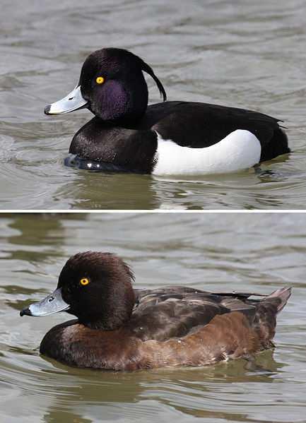 Polák chocholačka (Aythya fuligula) čeleď: KACHNOVITÍ (Anatidae) tribus: kachny (Anatini) původně hnízdil jen