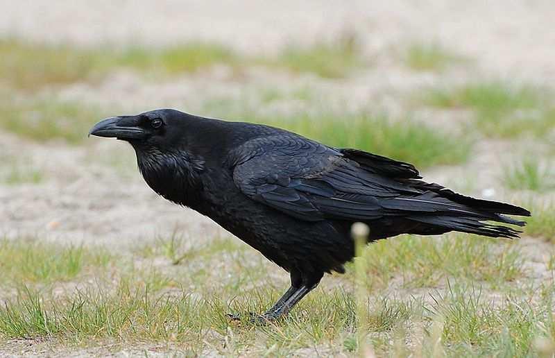 Krkavec velký (Corvus corax) je původním obyvatelem celé Evropy,