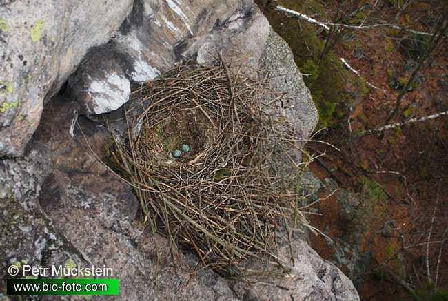 Krkavec velký (Corvus corax) hnízdo staví v horských nebo lužních lesích na starých vysokých stromech nebo na strmých a vysokých skalách hnízdo používá