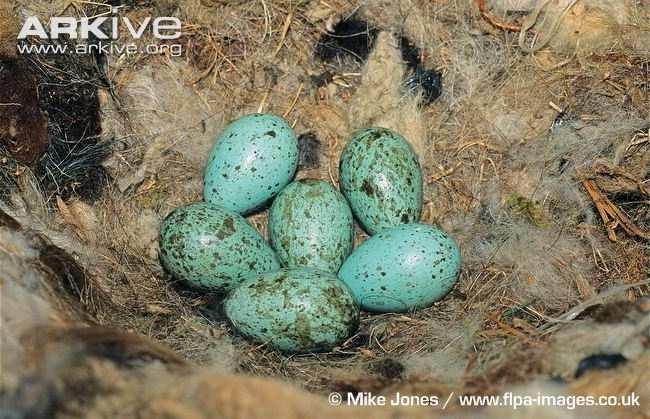 Krkavec velký (Corvus corax) snůška 5-6 vajec, sedí na nich většinou jen samice asi 3 týdny mláďata