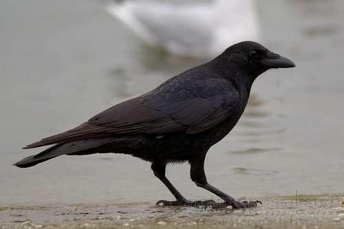 Vrána černá (Corvus corone) obývá polní lesíky, světlé lesy,