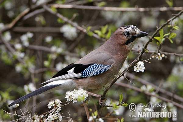 Sojka obecná (Garrulus glandarius) obývá celou Evropu, SZ Afriku, Sibiř a V Asii až po Čínu a Indii u nás je rozšířená na celém území žije ve všech typech lesů, nevyhýbá se větším polním