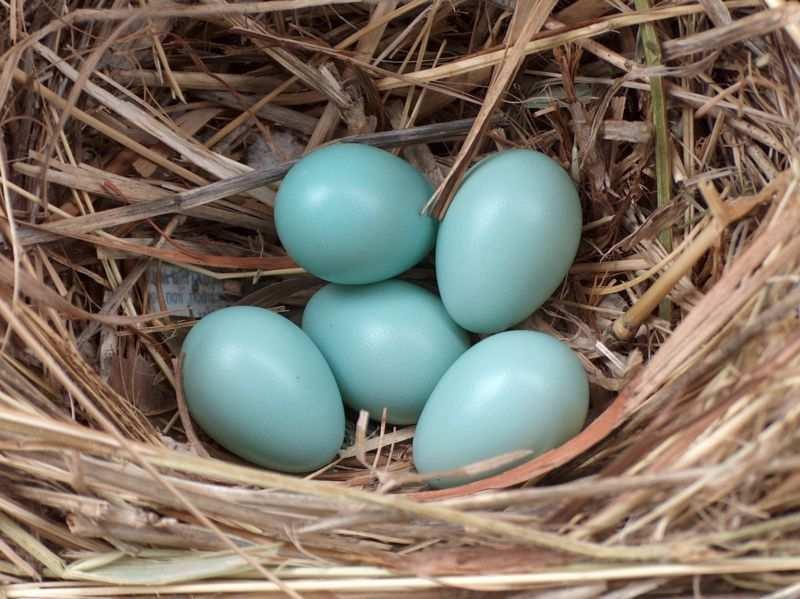 Špaček obecný (Sturnus vulgaris) pole nesmí být daleko od hnízd vzdálenost 0,5 km je na hranici energetických výdajů pro úspěšné vyhnízdění vyhledávají hnízdní dutiny ve