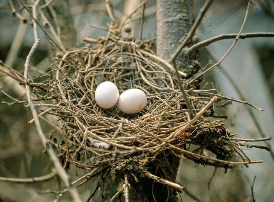 Hrdlička zahradní (Streptopelia decaocto) hnízdí na